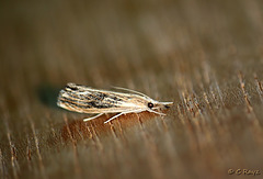 Catoptria verellus - Marbled Grass-veneer