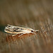 Catoptria verellus - Marbled Grass-veneer