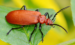 Cardinal Beetle, Pyrochroidae