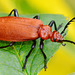 Cardinal Beetle, Pyrochroidae