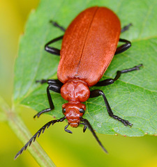 Cardinal Beetle, Pyrochroa Serraticornis