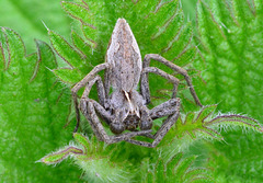 Nursery Web Spider....on matching leaf!!