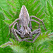 Nursery Web Spider....on matching leaf!!