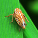 Leafhopper. Mocydia Crocea.....