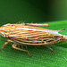 Leafhopper. Mocydia Crocea.....