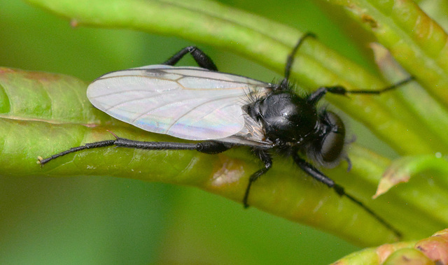 March Fly. Bibio species