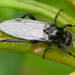 March Fly. Bibio species