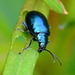 Beetle. Altica species