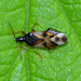 Common flower bug. Anthocoris nemorum