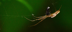 Orb Web Spider. Tetragnatha extensa