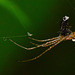 Orb Web Spider. Tetragnatha extensa