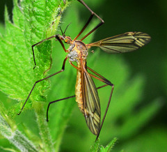 Tipula Paludosa. Cranefly