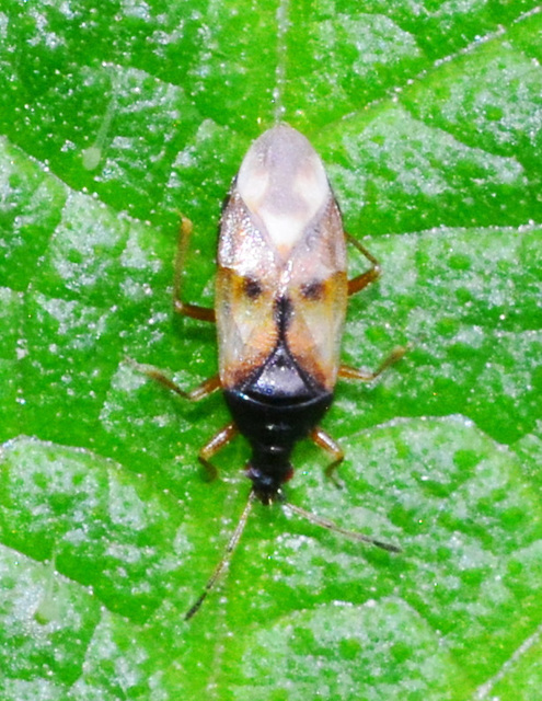 Anthocoridae