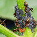 Aphids...Aphis Fabae...and Ants