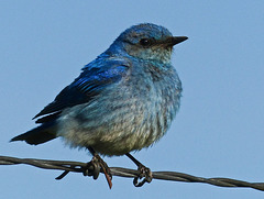 Bluebird of happiness