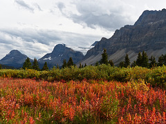 Fiery Fireweed in its fall colours