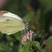 Large White (Pieris brassicae) butterfly