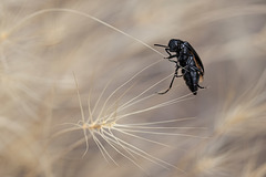 Clumsy Black Beetle Balancing on Wild Grass