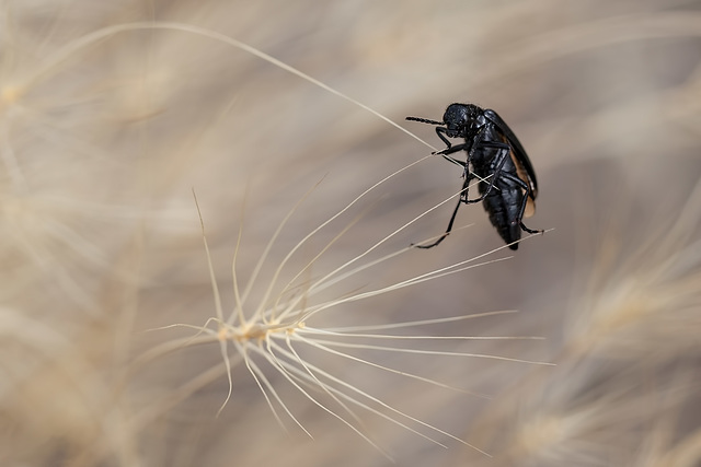 Clumsy Black Beetle Balancing on Wild Grass