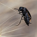 Black Beetle Close-Up