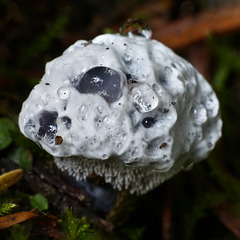 Hydnellum caeruleum fungus