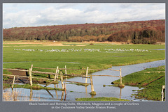 Gulls, ducks etc., in the Cuckmere Valley beside Friston Forest - 16.12.2011