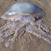 A large jellyfish beached