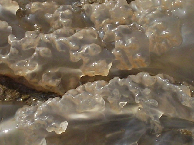 The ripples on the tentacles of the jellyfish