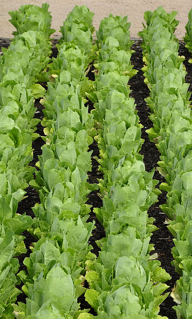 Salat grün