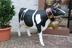 vache