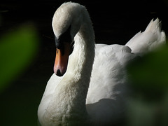 Swan through the bushes