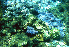 Coral garden featuring rare Kapoho Blue