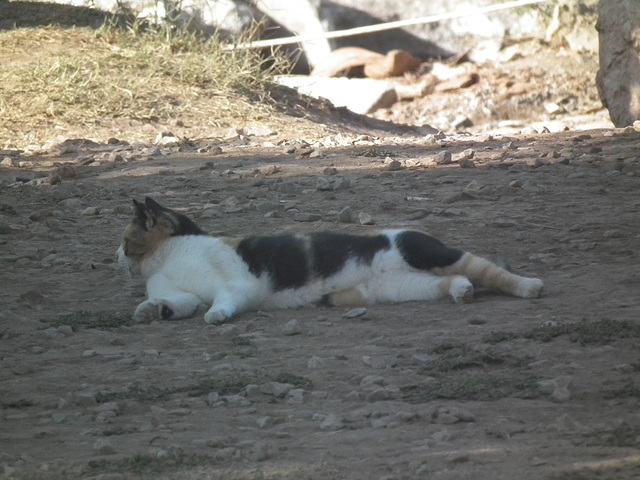 Another pusscat at Ephesus