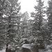 Snow and Rocks and Trees and Fog