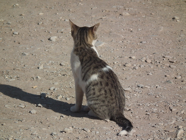 Another Ephesus-ian cat