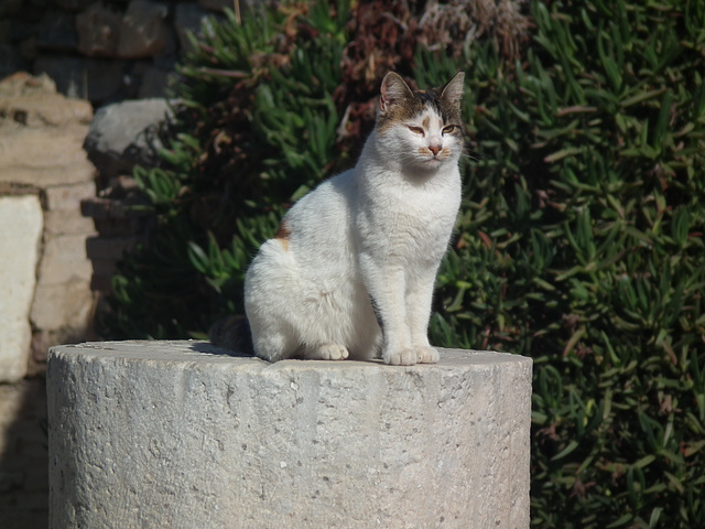 One of the many cats at Ephesus