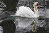 Solitary Swan in the Winter