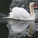 Solitary Swan in the Winter