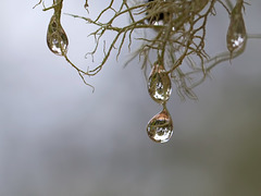 Refracted Droplets in Lichen