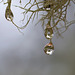 Refracted Droplets in Lichen