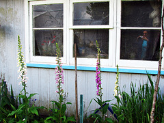 Foxgloves in front of window reflection