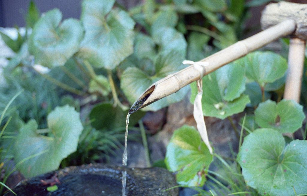 Bamboo plumbing and leopard plant