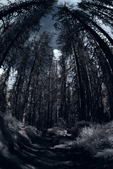 In a Dark Wood