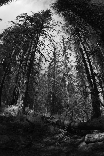 In a Dark Wood