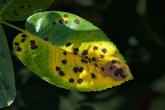 Beautiful Mottled Rose Leaf = Dreaded Black-Spot Fungus!