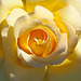 Heart of a Yellow Rose