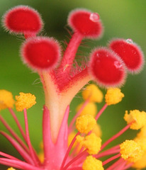 Red Hibiscus Macro