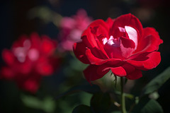 Red Rose with Rosy Bokeh