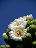 Saguaro Flowers