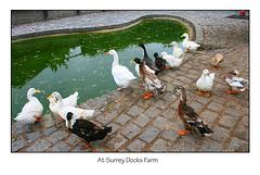 Ducks at Surrey Docks Farm - London - 6.8.2008